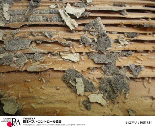 �����������������C���[�W