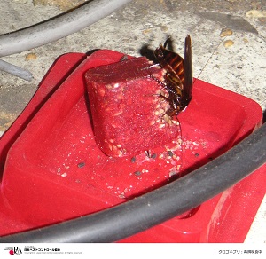 �����������������C���[�W